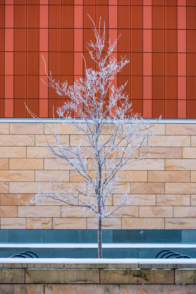 1/14/15 Early morning frost around campus.