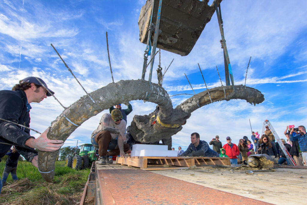 A team of U-M paleontologists, led by Daniel Fisher and assisted by a local excavator, work to excavate a mammoth's remains from a farmer's field in Lima township.  Photo by Daryl Marshke